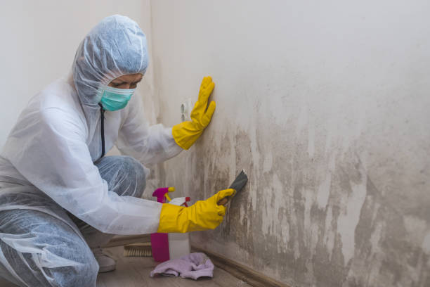 Best Mold Remediation Experts  in Tillson, NY