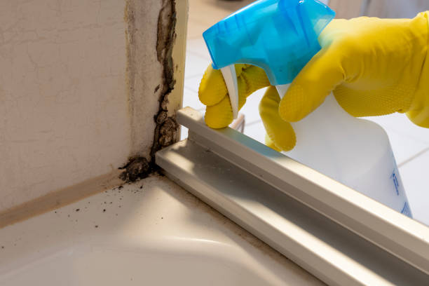 Best Mold Cleaning Services  in Tillson, NY