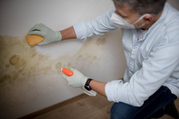 Best Emergency Mold Removal  in Tillson, NY