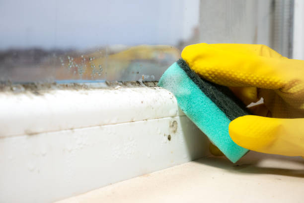 Best Mold Cleaning Services  in Tillson, NY