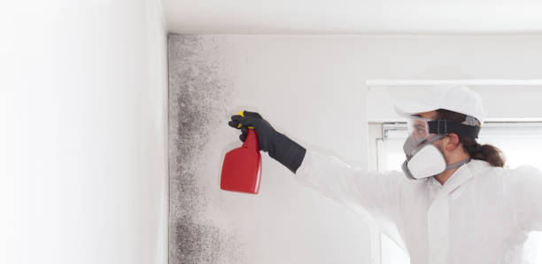 Mold Removal and Inspection in Tillson, NY