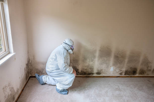 Best Emergency Mold Removal  in Tillson, NY