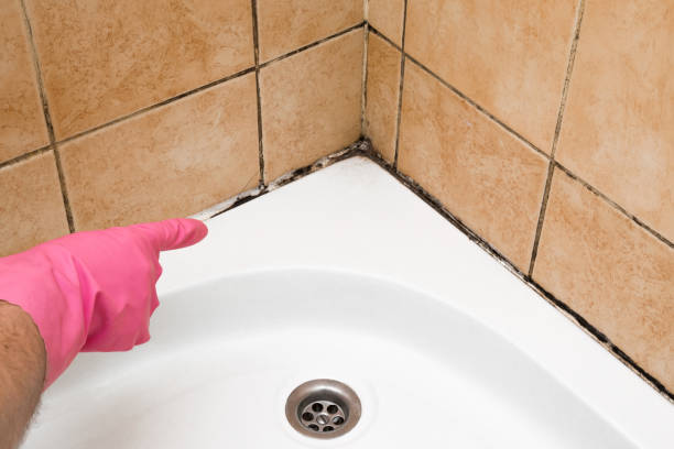 Best Certified Mold Removal  in Tillson, NY