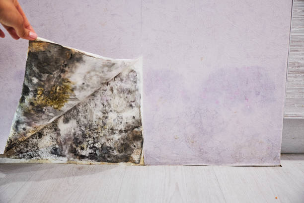 Best Black Mold Removal  in Tillson, NY